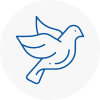 Bird Prevention Torquay