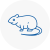 Rat Control Torquay