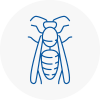 Torquay Wasp Nest Removal